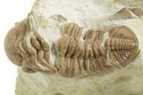 Kainops Trilobite - Black Cat Mountain, Oklahoma #376950-1